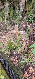 Plants: image 85 Of 208 Thumb